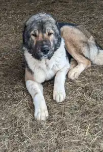 Central Asia Shepherd Dog - Gutrat