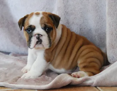 Angol bulldog - Rengőhegyi-ormán Delisa