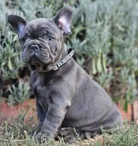 French Bulldog - Sympathy 
