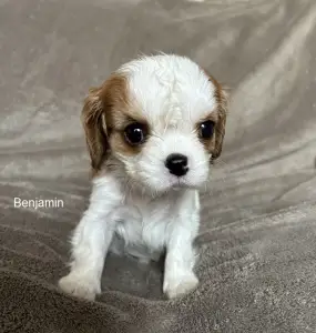 Cavalier King Charles Spaniel - Benjamin