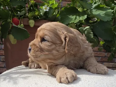 Cavapoo - Bigbob