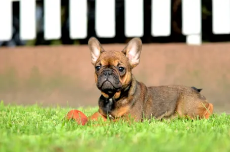 Francouzský buldoček - Troll Dogs Kennel