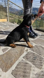 Rottweiler - Ayla From Aria Ranch