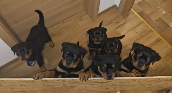 Rotvajler - Aria Ranch Rottweilers