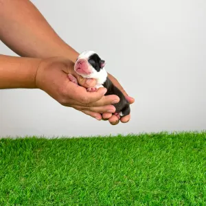 Boston Terrier - Kanja