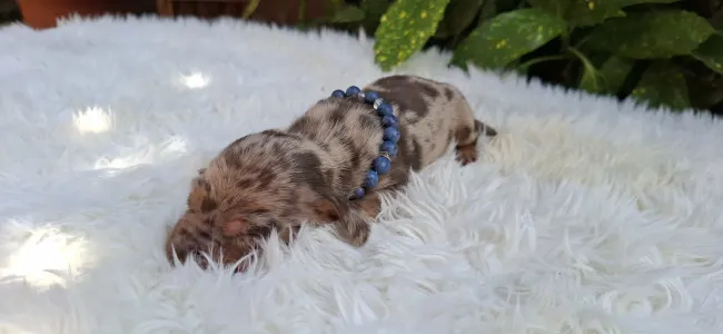 Dachshund - Bernard