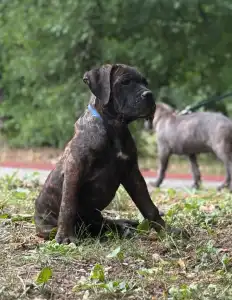 Cane Corso Italiano - Apollon