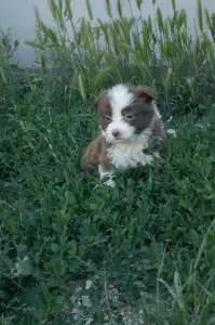 Border Collie - Narancs Nyakörv /barna Kan