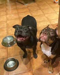 Amerikai Bully - Standard - Bullberry Kennel