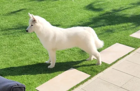 Siberian Husky - Ametiszt Of Polar Moonlights
