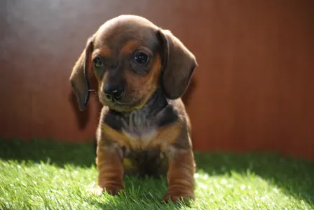 Dachshund - Olíva