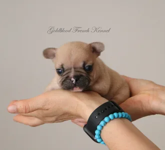 Französische Bulldogge - Ben