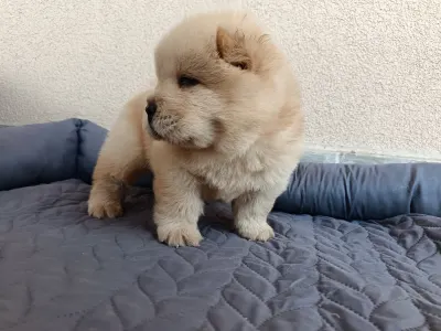 Chow Chow - La Casa De Chow Gaston 