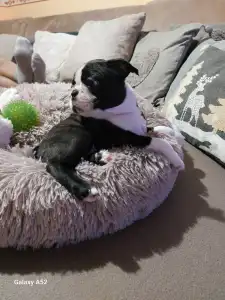 Boston Terrier - Rudolf ( Rudolph )