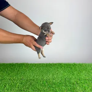 Chihuahua - Nimrod