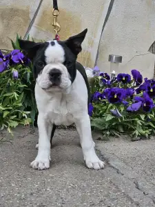 Terrier de Boston - Victorias Grande Elvis