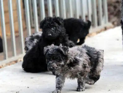 Mudi - Pörgelóci Sipirc