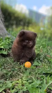 Pomeranian - Peddy Hermoso La Noche 