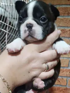 Boston Terrier - Carlito