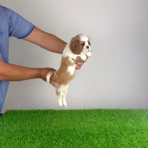 Cavalier King Charles Spaniel - Occia
