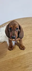 Dachshund - Athos The Brave