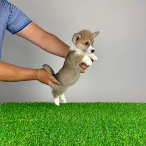 Welsh Corgi Pembroke - Rydia