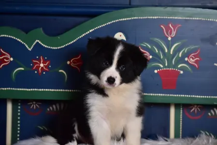 Border Collie - Lark Ascending Aria
