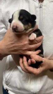 Entlebucher - Gaia Helvétsky Priateľ 