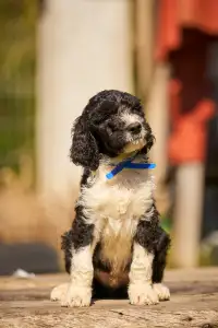 French Water Dog - Federico