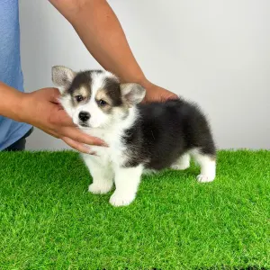 Welsh Corgi Pembroke - Corsa