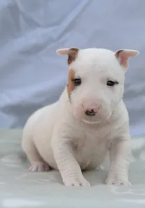 Bullterrier pitic - Laka