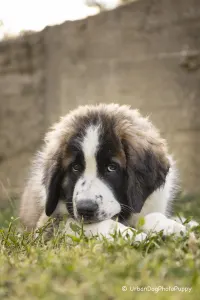 Moscow watchdog - Egresvölgyi Kennel