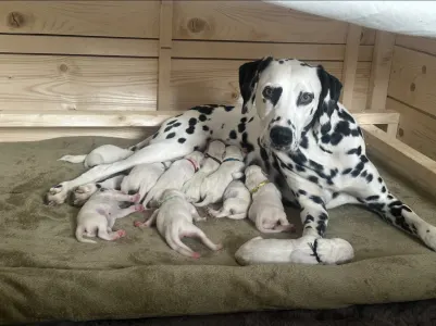 Dalmatinski pas - Aris