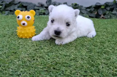 West Highland White Terrier - Agnes
