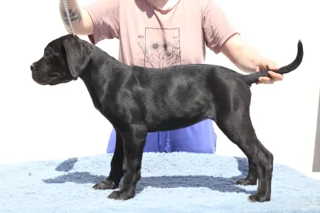 Cane Corso - Ciara