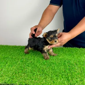 Yorkshire terrier - Emio