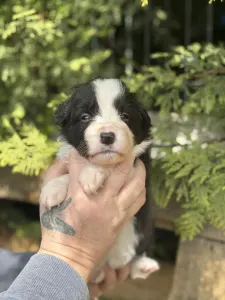 Border Collie - Bella