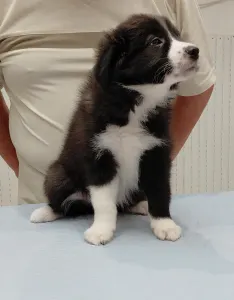 Border Collie - Hope Diamond  