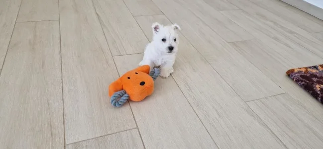 West Highland White Terrier - Amanda