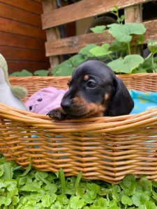 Dachshund - Plutó