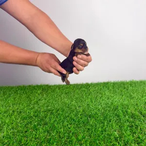 Yorkshire terrier - Hexi