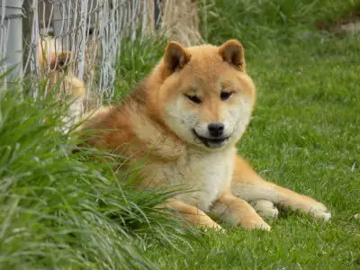 Shiba - Bosco
