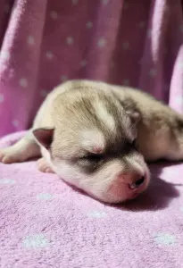 Siberian Husky - Gemma Of Polar Moonlights