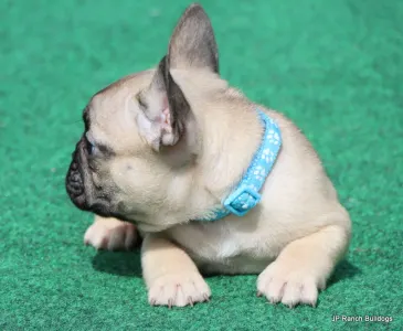 French Bulldog - Elvis