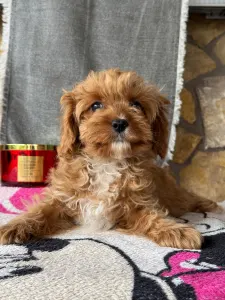 Cavapoo - Zara