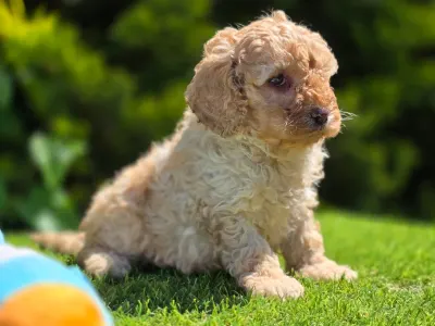 Cavapoo - Max