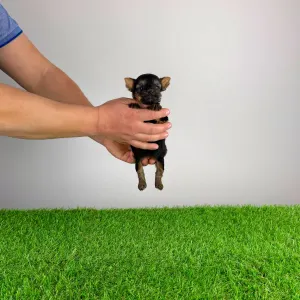 Yorkshire Terrier - Petty