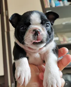 Boston Terrier - Wide Wings Black