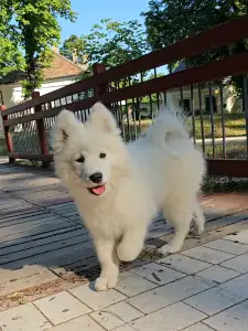 Samojede - Happy Hómancs Barka "yuki"