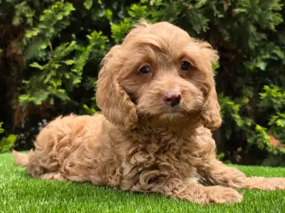Cavapoo - Milky